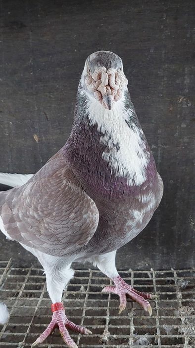 Golebie staropolskie