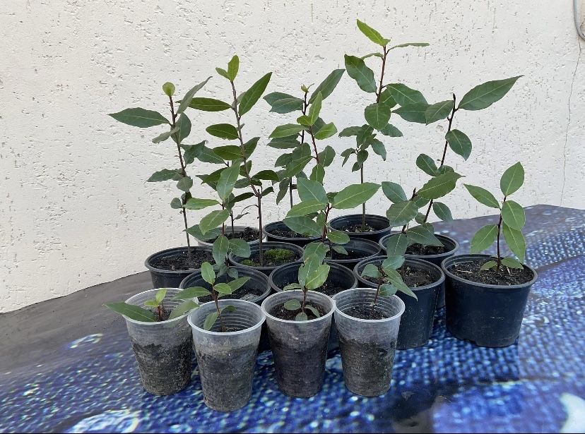 Садженець Лаврового дерева