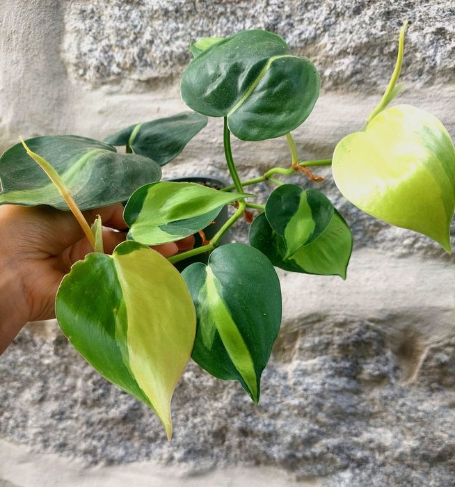 Planta Philodendron Brasil