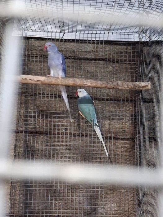 Aves para ceder várias espécies
