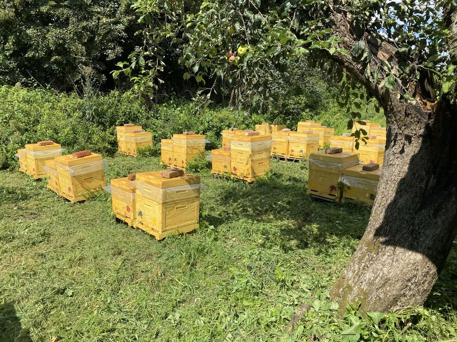 Бджолопакети 2026