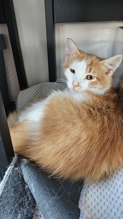 Котик шукає люблячу родину