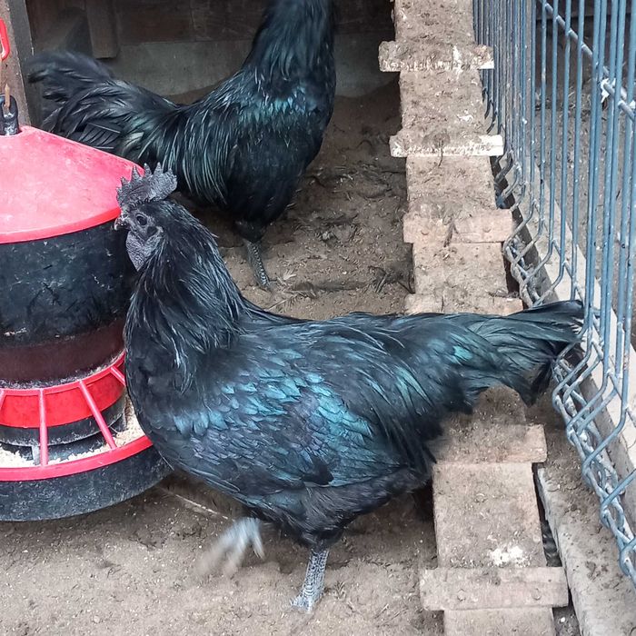 Ayam cemani czarne kury jaja lęgowe