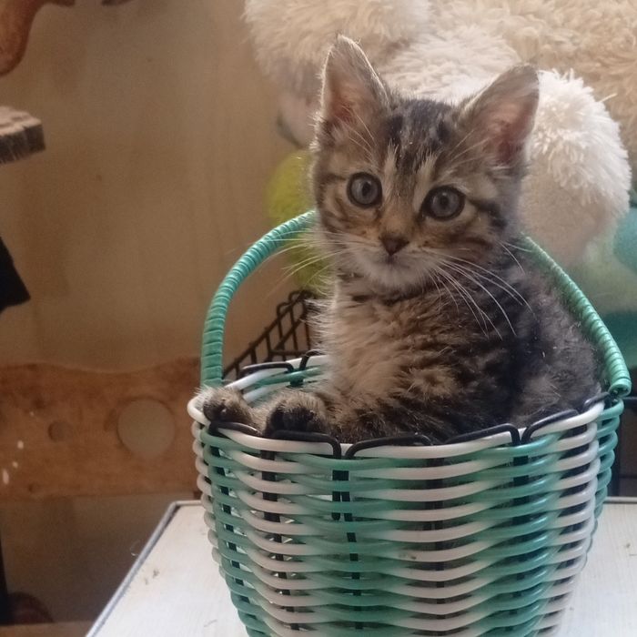 Кошеня дівчинка в любяшую родину