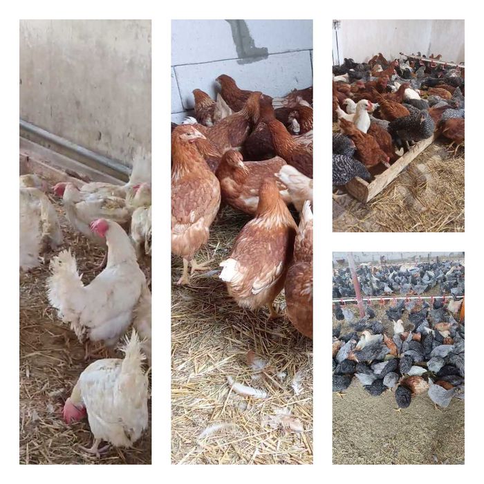 Продам кури несушки! Доставка безкоштовна. Крижопіль!