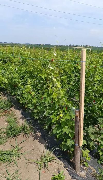 Саджанці винограду з власного виноградника!