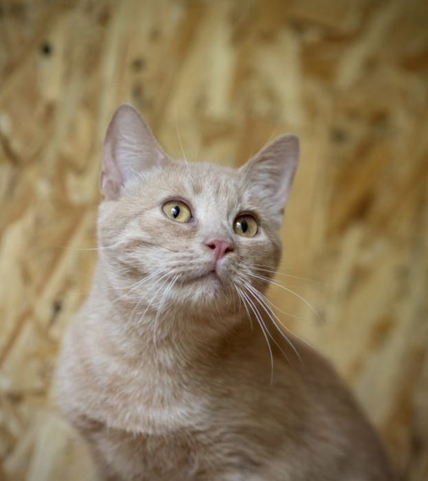 Эдмунд 12 мес, котенок, мальчик очень славный