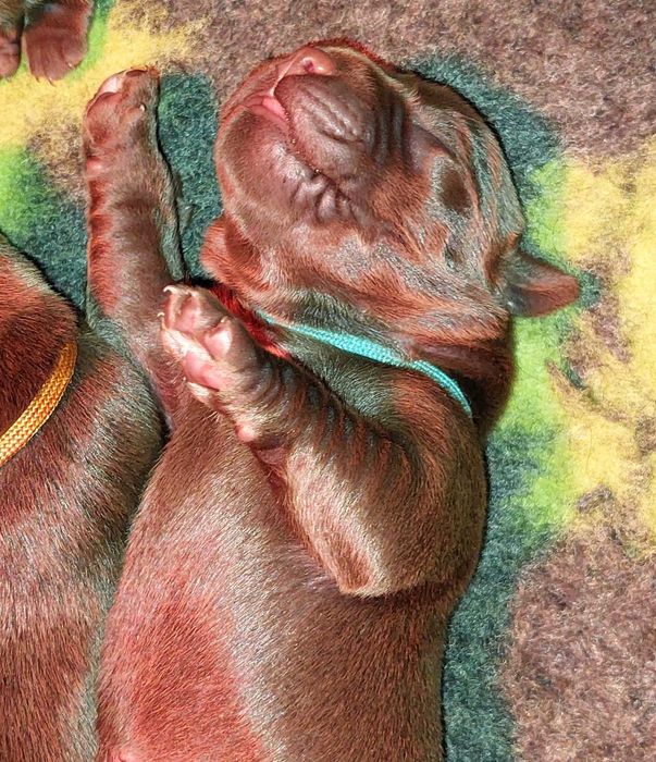 Labrador Retriever ZKwP/FCI- czekoladowy piesek