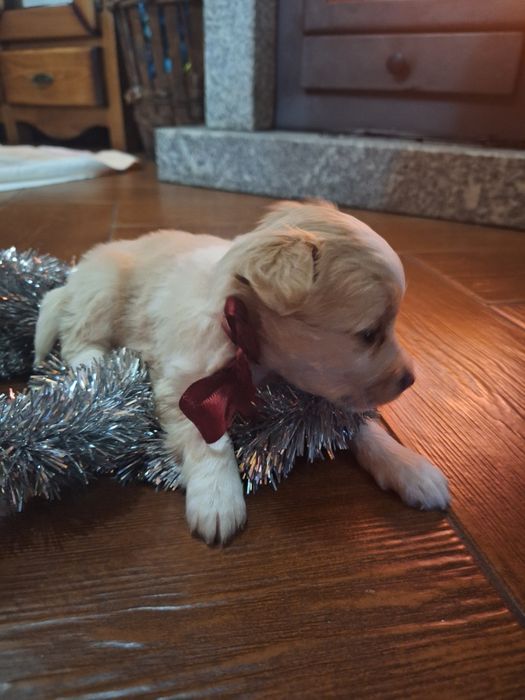 Babies collie para adoção