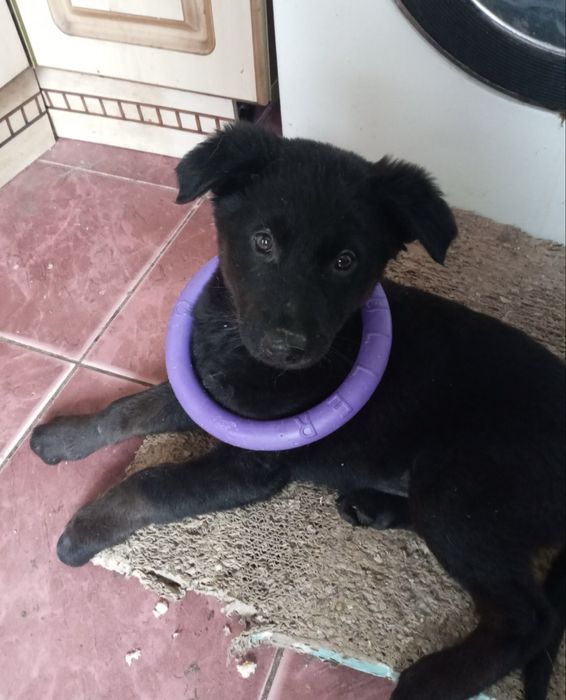 Прилаштовується у добрі ручки !