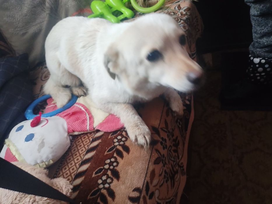 Взрослая собачка 5 кг стерилизованная