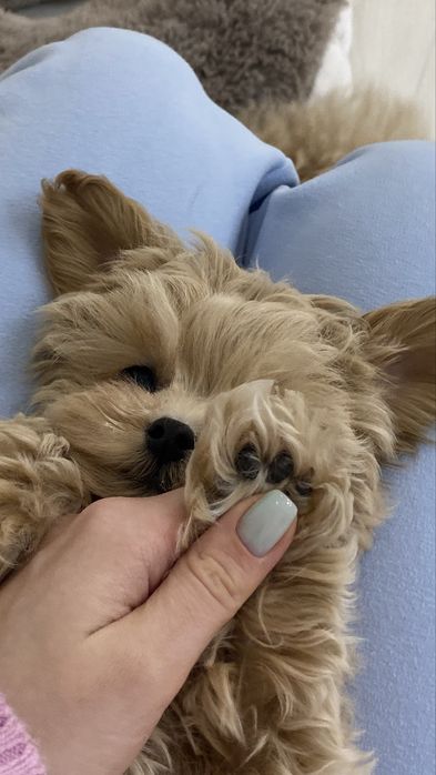 Maltipoo F1 Micro Girl