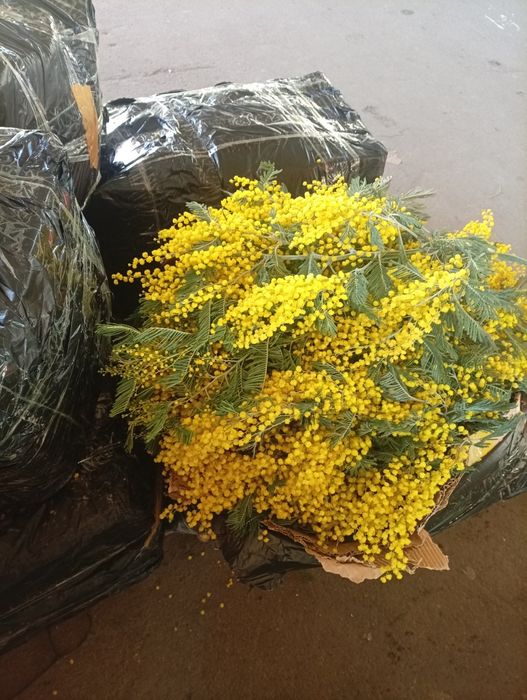 Мимоза, Грузия, свежий срез, пышный цветок, ветка мимозы