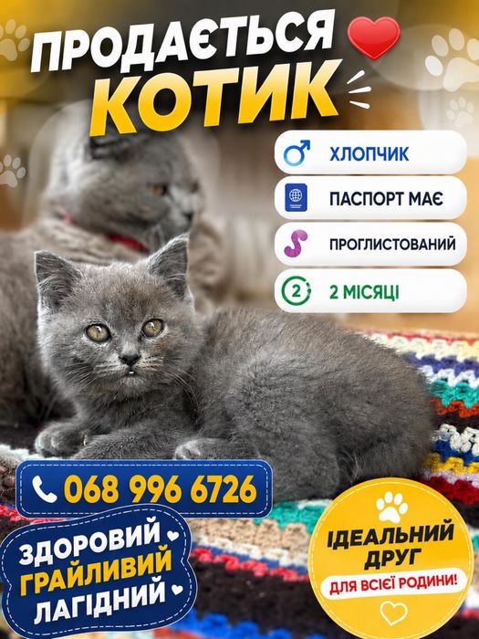 Британський котик