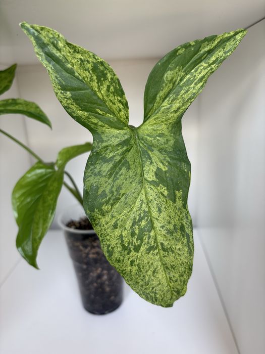 Syngonium Mottled Mojito