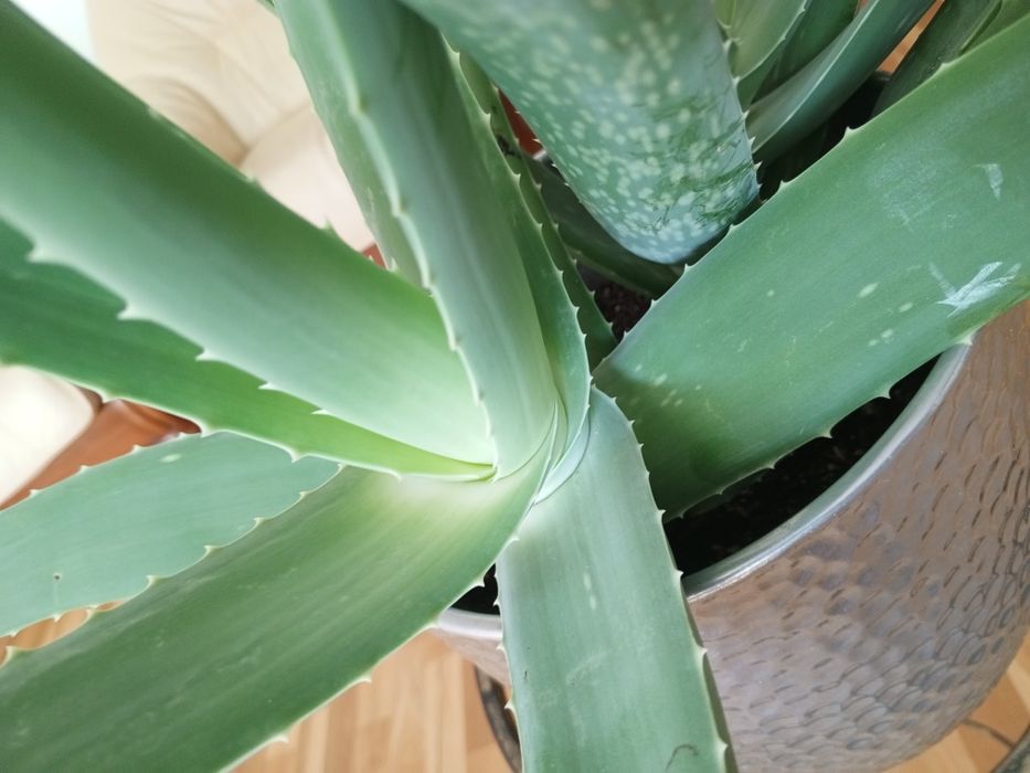 Monstera dziurawa oraz aloes aloe vera
Roślina