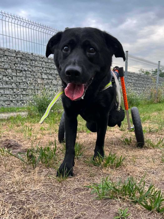 Labrador Gimli pies na wózku odebrany interwencyjnie czeka na szansę i adopcję