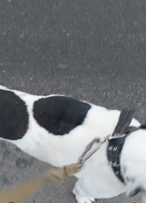 Пропал Стаф в Одессе,он переселенец из Херсонской области,его любят