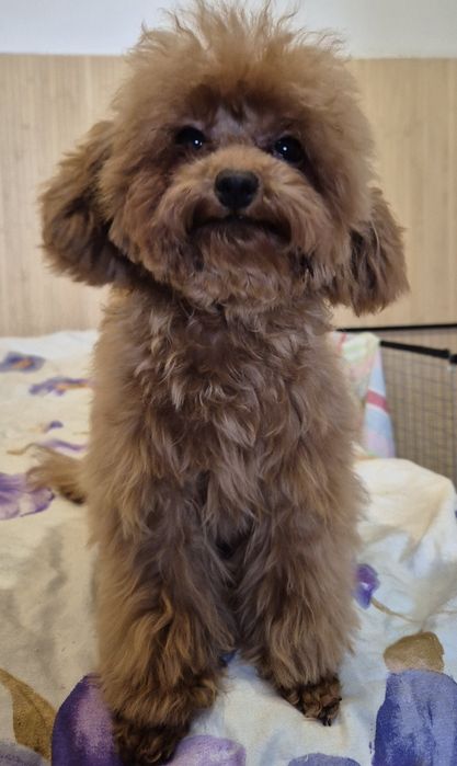 Міні . Тои пудель. Дівчинка