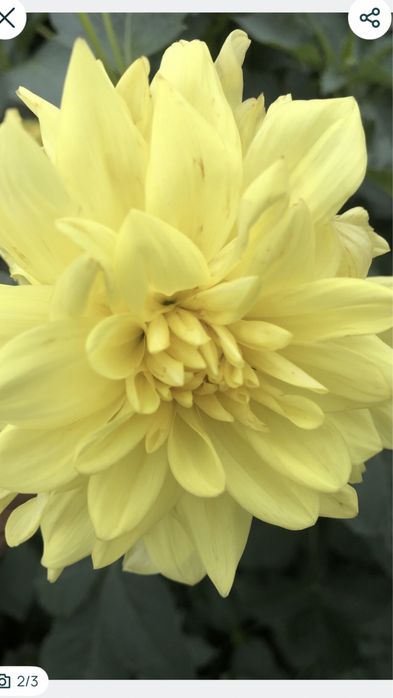 Жоржини 2 сорти.