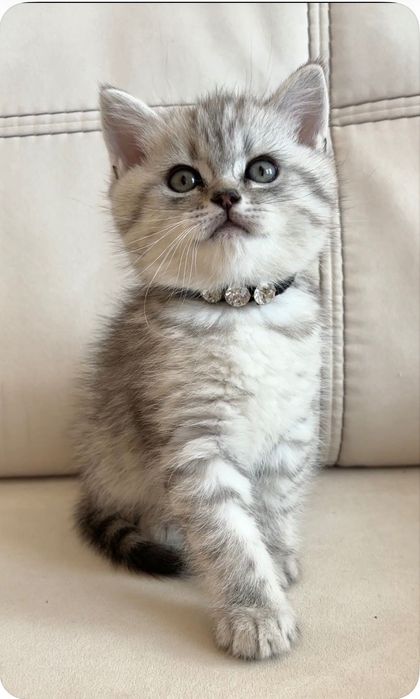 Британське кошеня.