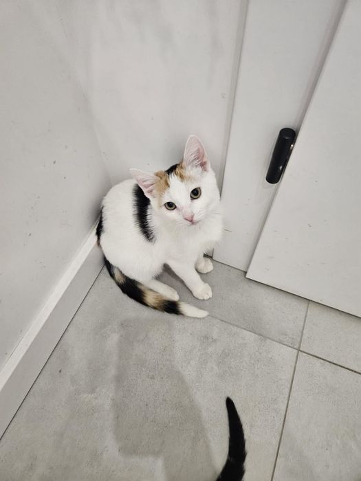 Gabi - kotka do adopcji!