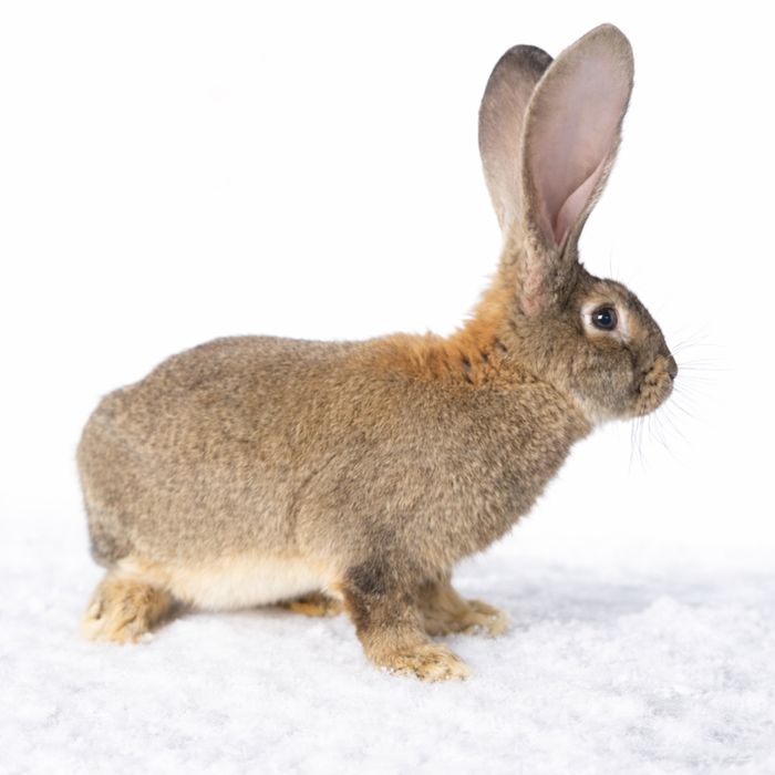 Belgijski Olbrzym Szary BOS 3 samce