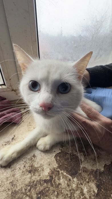 Молодий самець шукає дім