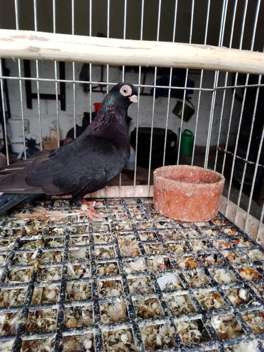 Gołębie Masciuchy  .  CZARNE  !  PARA WABIONYCH !