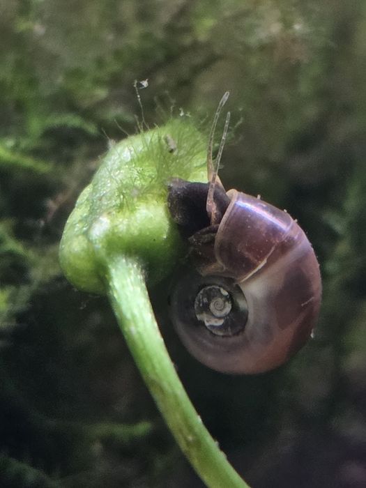 Planorbis azuis raros para aquário