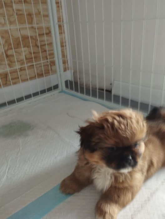 Pekinczyk Królewski