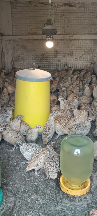 Своя Перепілка,добові,підрощі, сім'я,мясо