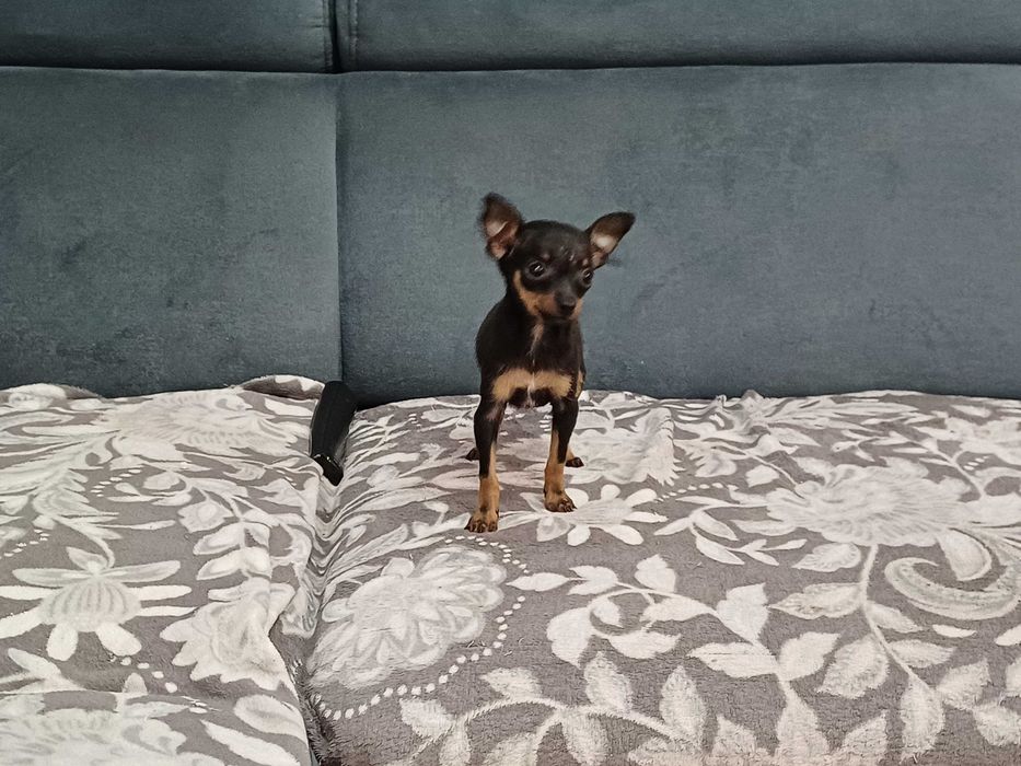 Ratlerek pinczerek sunia mini mini śliczna