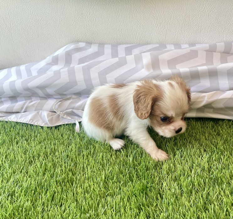 Cavalier  fantástico pode ter LOP
