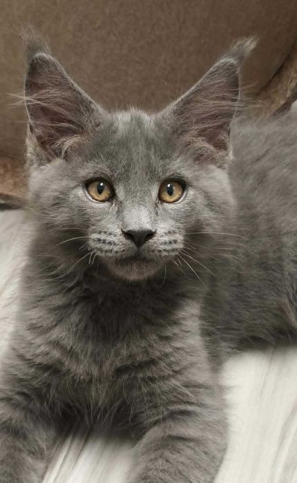 Maine coon macho azul