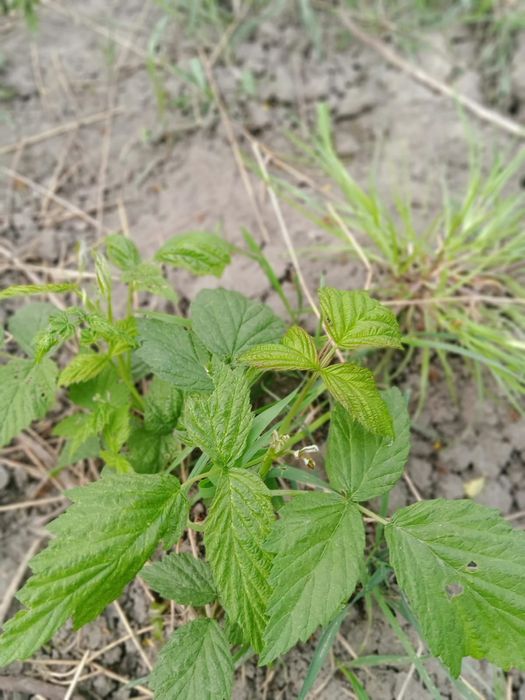 Sadzonki malin, malino truskawki, winogrono