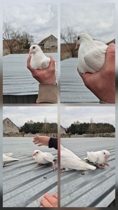 Para gołębi  pocztowych czysto białych na ślub