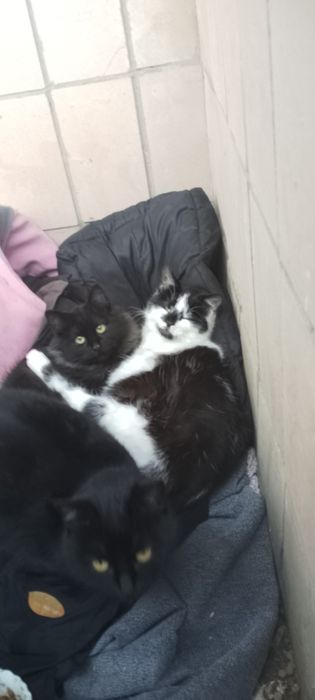 Котик і кішечка в добрі руки