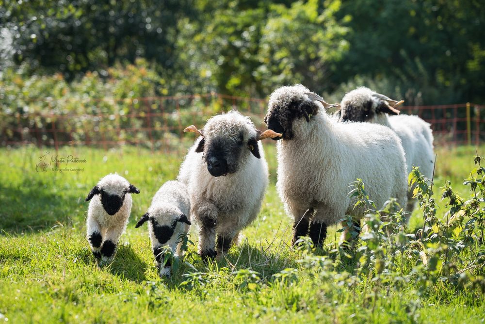 RODOWÓD Owca Walizerska Czarnonosa Walliserska
