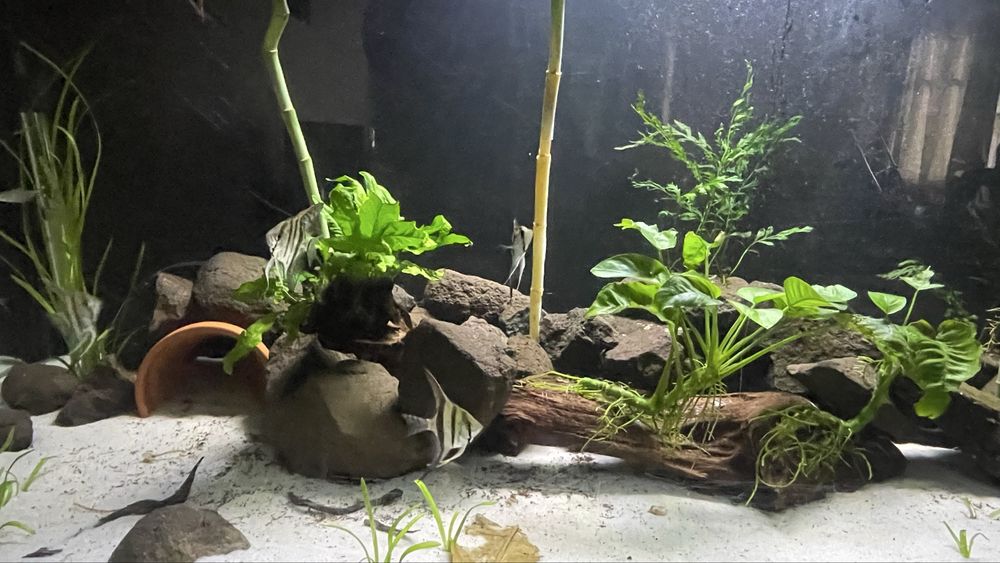 Vendo minha fauna , pedras tronco  e flora.