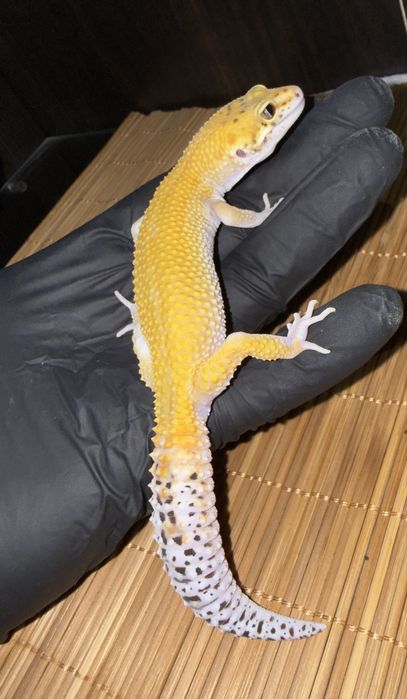 Młode gekony lamparcie