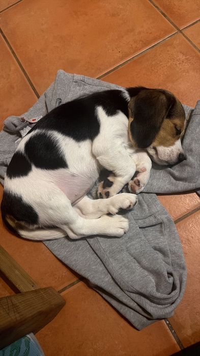 Beagle fêmea 2 meses