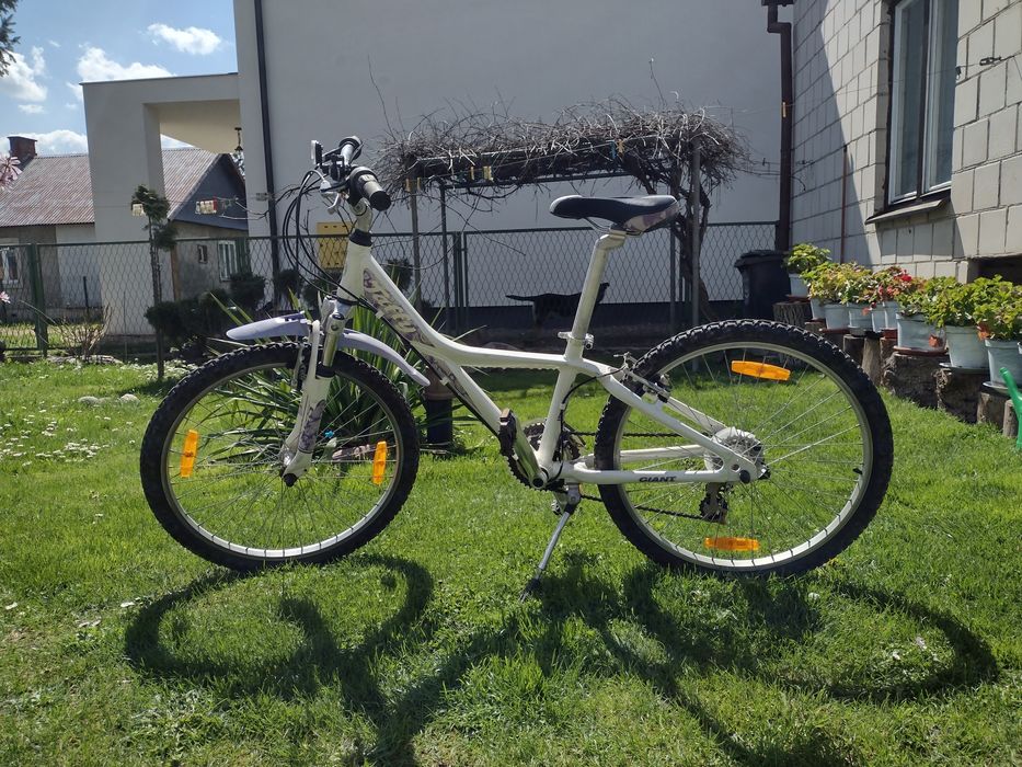 Giant taffy dla juniora.