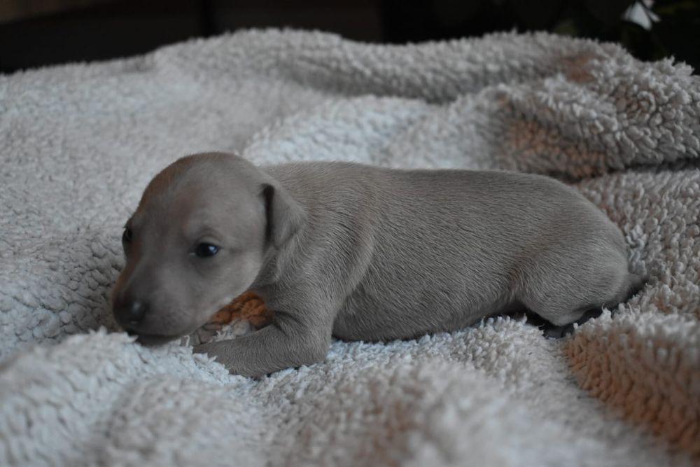 Charcik włoski- piesek