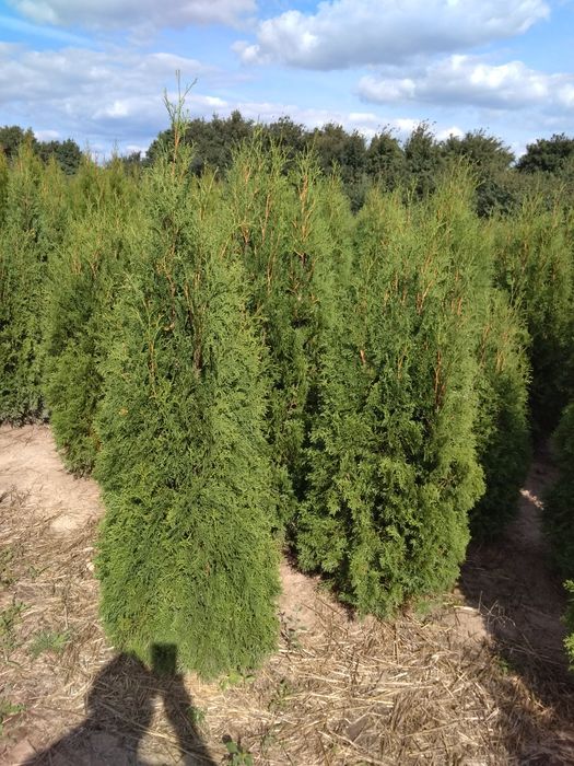 Туя смарагд От1. 00-2.70м. Туя колумна