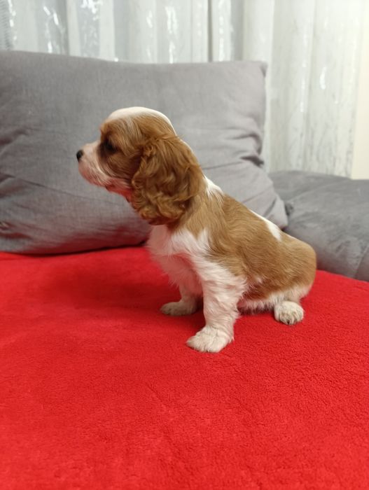 Sunia - Cavalier Charles Spaniel