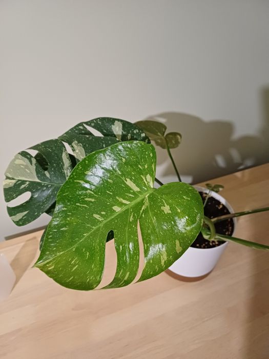 Monstera Thai Constellation