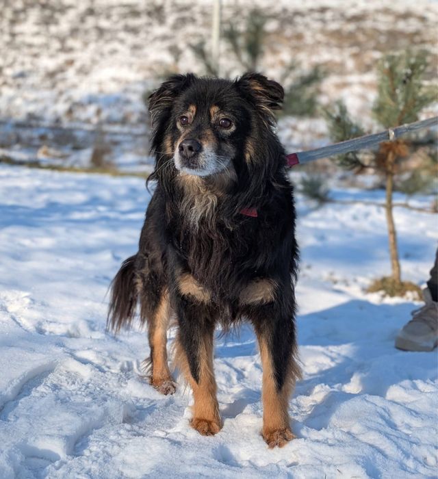 Puszysty Frodo wypatruje swojej rodziny!