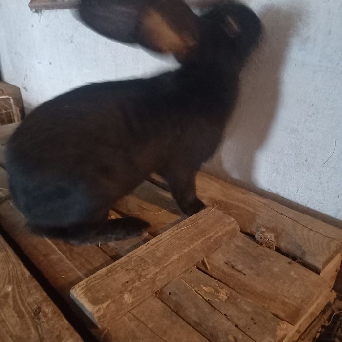 Sprzedam króliki i kury.