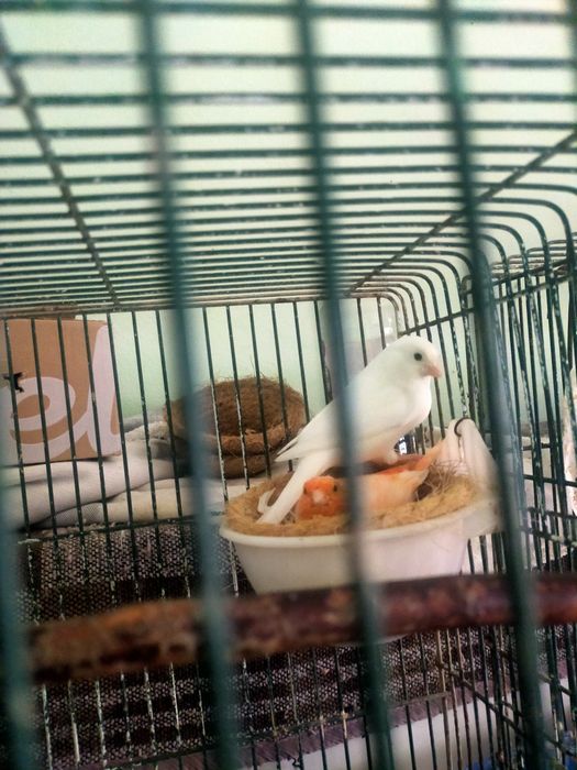 Canários machos e fêmeas